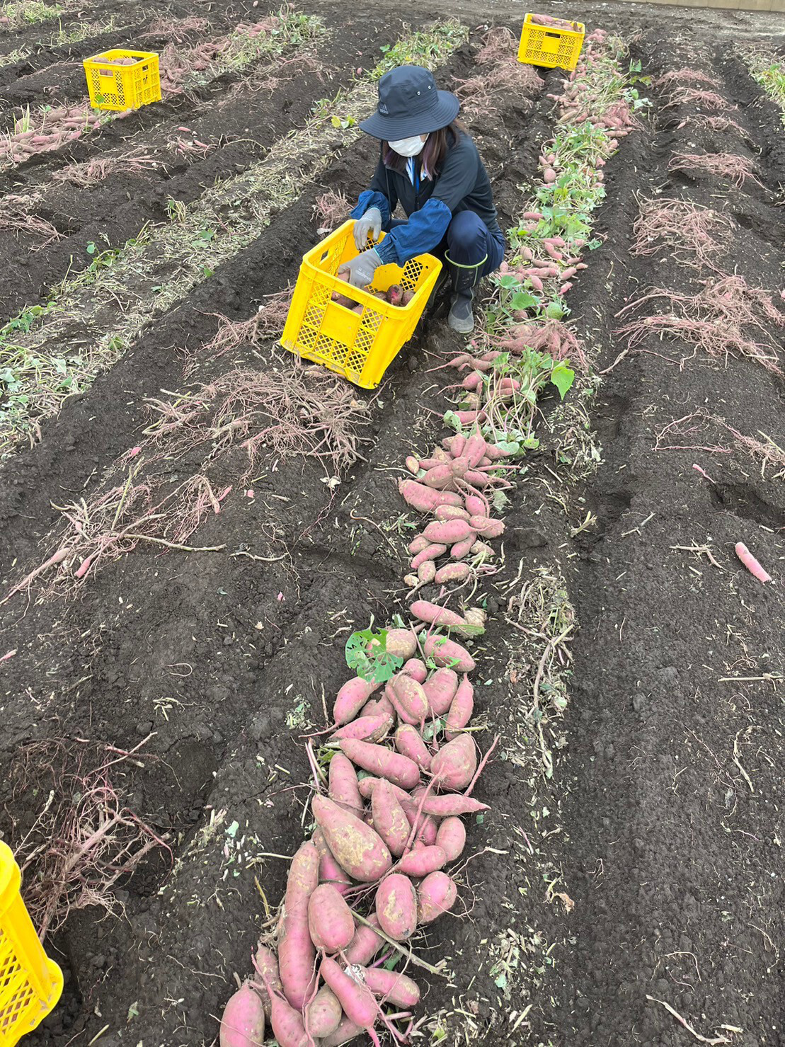 ひたちなか市｜干し芋｜だるまやさんのほしいも