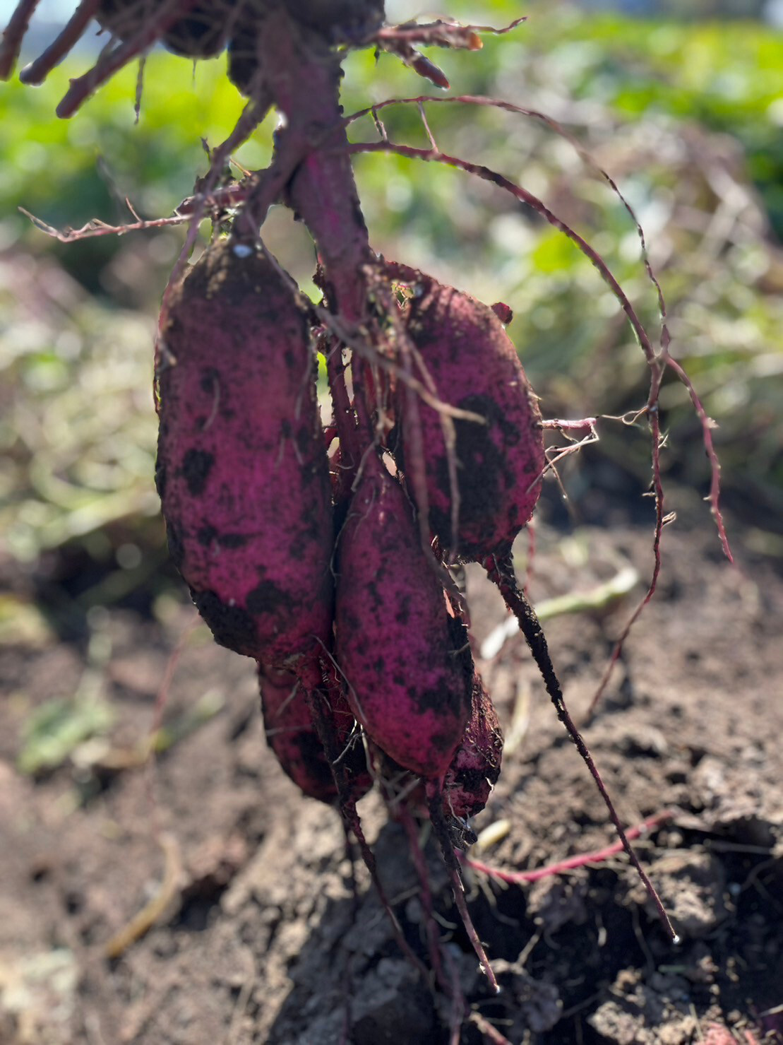 ひたちなか市｜干し芋｜だるまやさんのほしいも