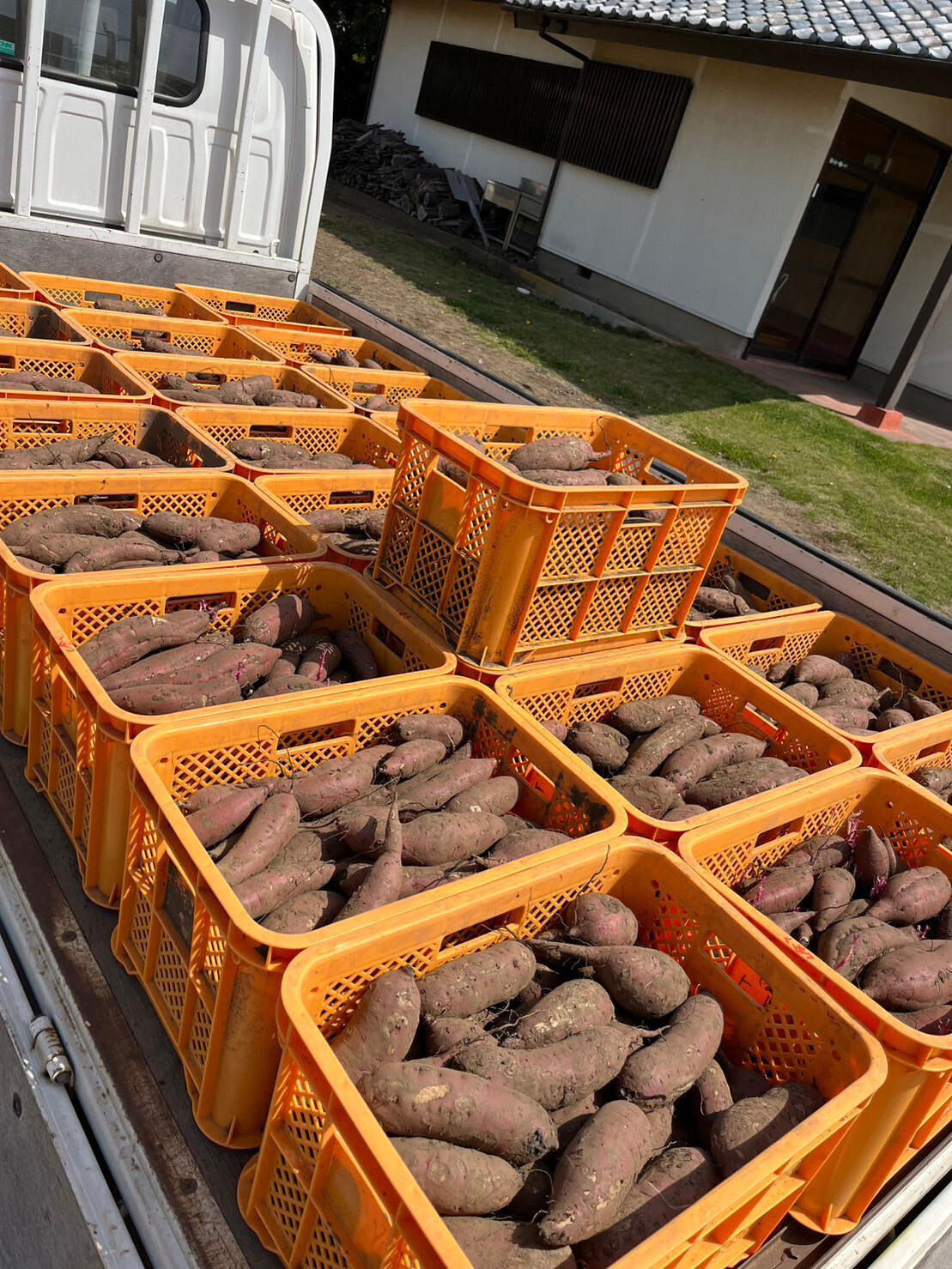 ひたちなか市｜干し芋｜だるまやさんのほしいも